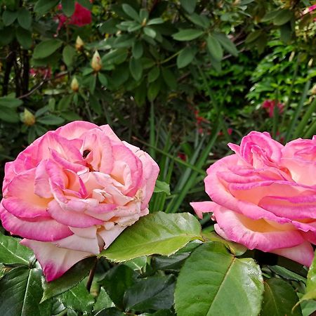 Gite 5 "Le Laurus" Aux Magnolias أوبينا المظهر الخارجي الصورة