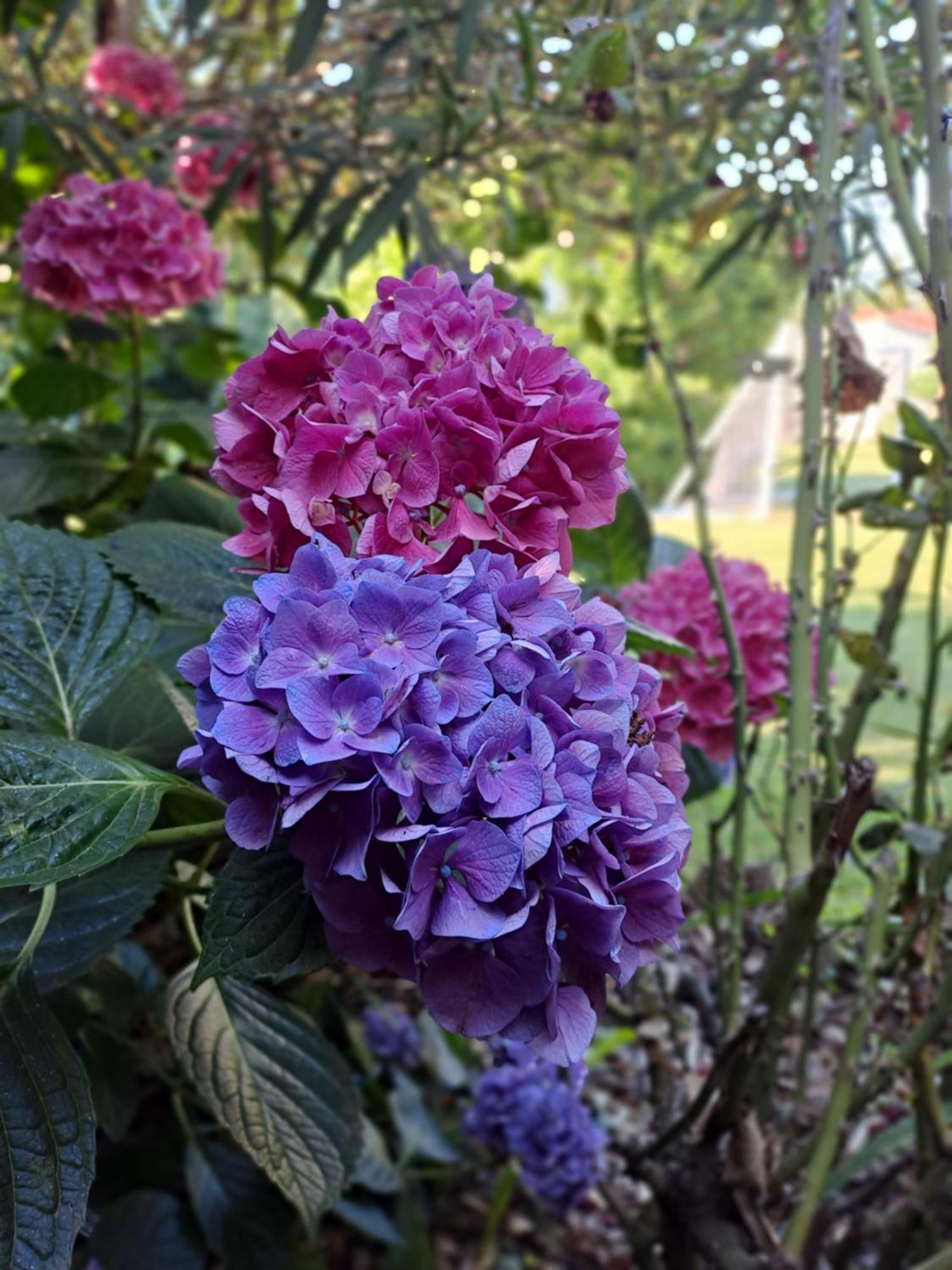 Gite 5 "Le Laurus" Aux Magnolias أوبينا المظهر الخارجي الصورة