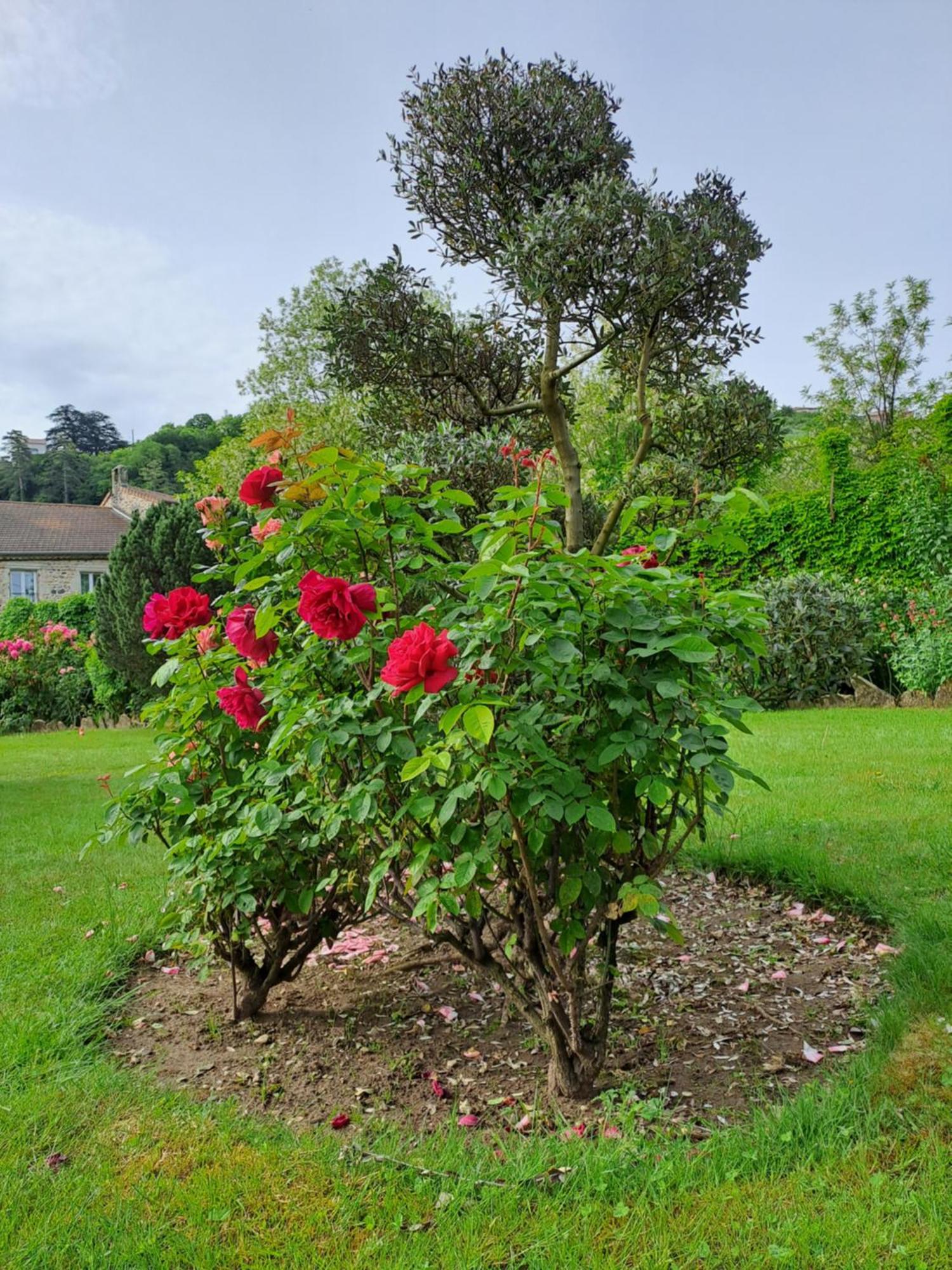 Gite 5 "Le Laurus" Aux Magnolias أوبينا المظهر الخارجي الصورة